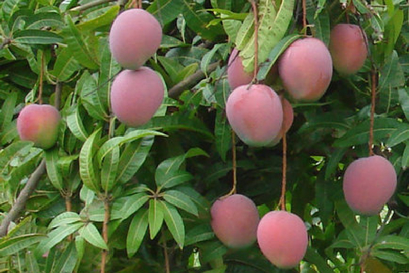 Cam Lâm vào vụ thu hoạch xoài Úc