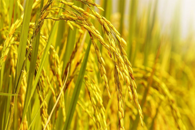 Vạn Ninh: Giá lúa tăng nhẹ