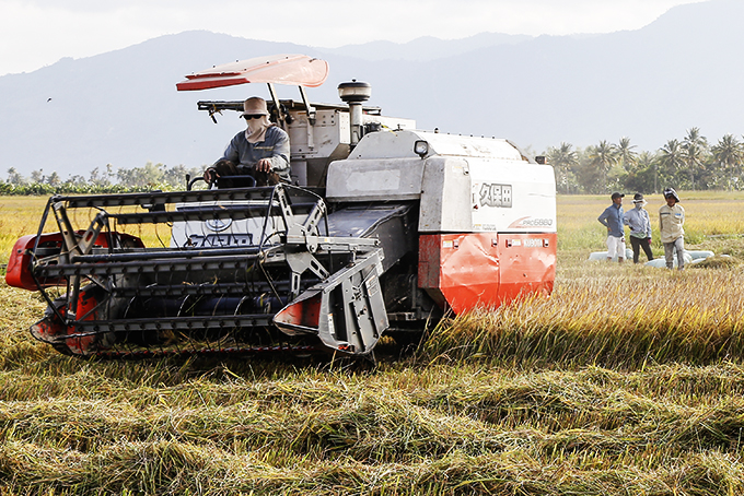 Vụ lúa đông xuân: Năng suất thấp, giá bán giảm