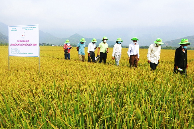Vạn Ninh: Triển vọng từ giống lúa mới