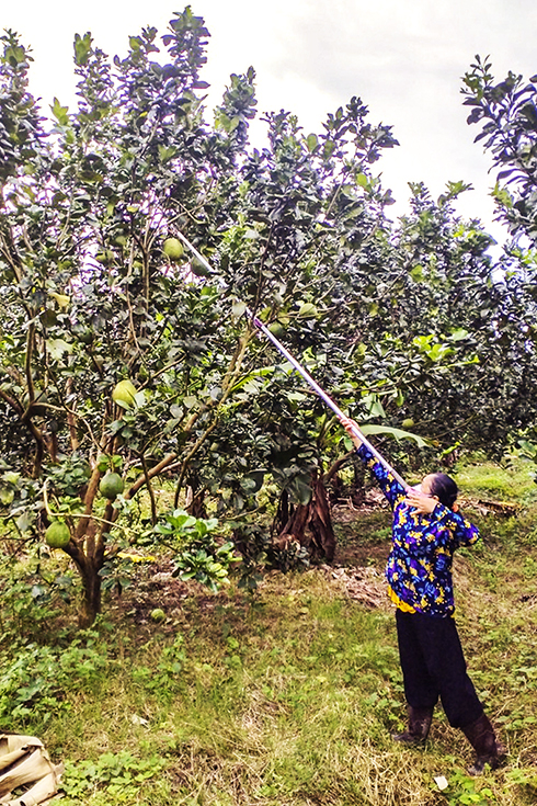 Khánh Vĩnh: Thấp thỏm với giá bưởi