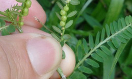 Diệp hạ châu - Thuốc tiêu độc, lợi mật, lợi tiểu