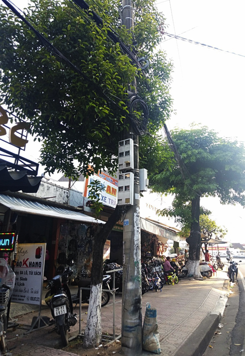 Ninh Hòa xem xét thay thế cây hoa sữa trên các tuyến đường