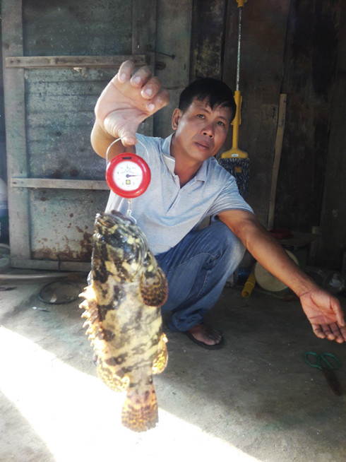 Cá mú trân châu nuôi ở Cam Lâm