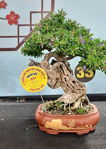 Nghệ nhân Khánh Hòa tham gia Hội thi sinh vật cảnh tỉnh Phú Yên mở rộng