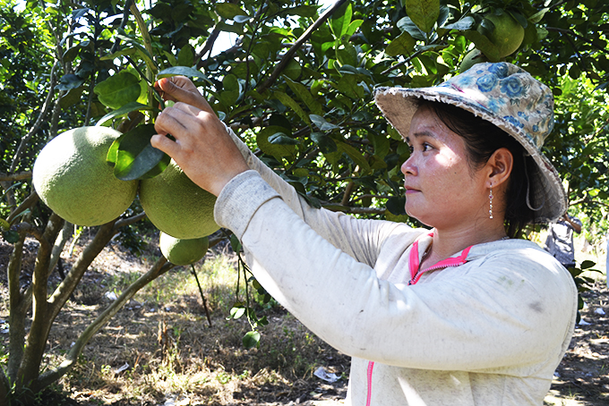 Tiếp tục trợ lực để miền núi phát triển