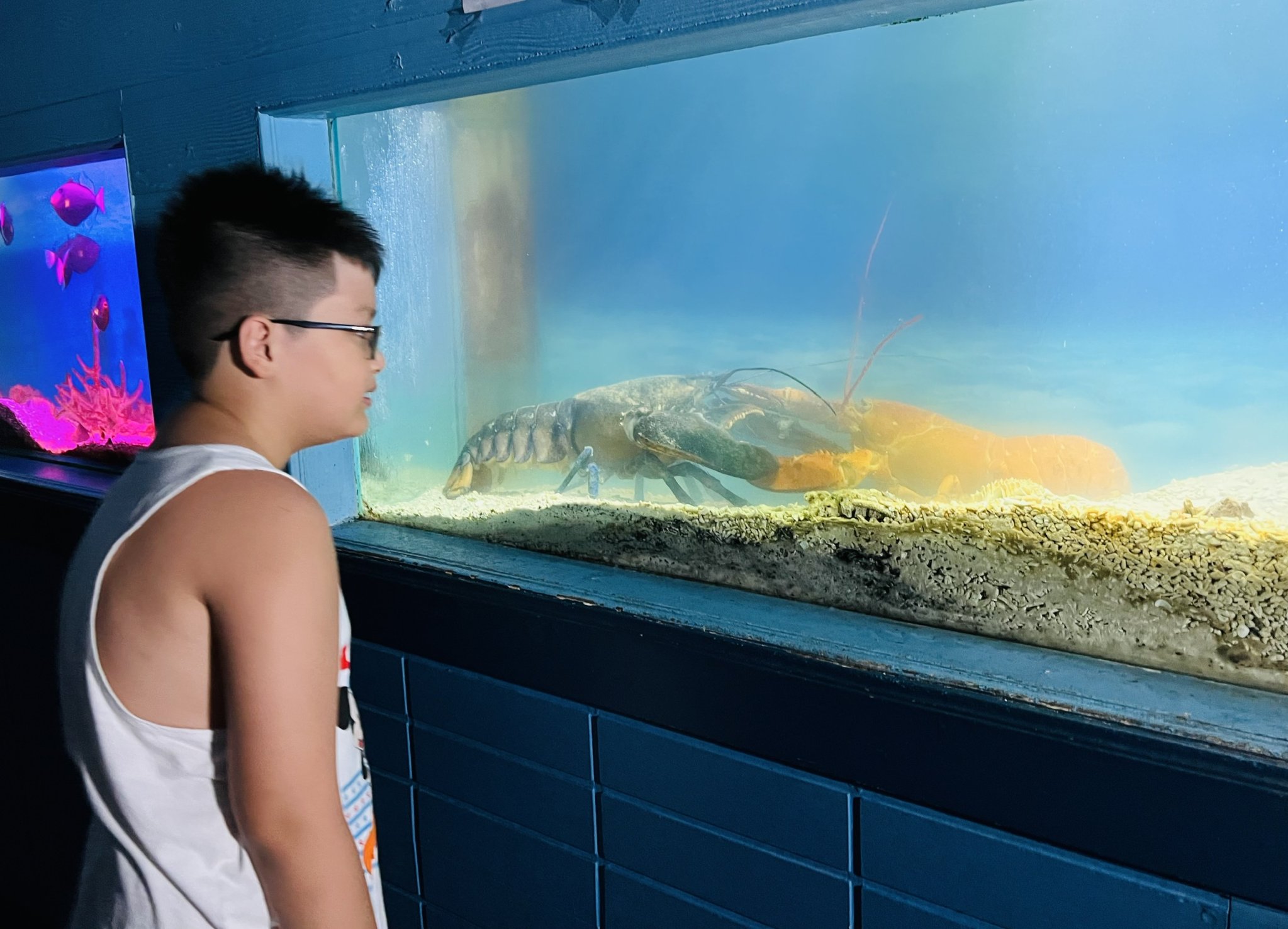 Tôm hùm màu vàng cam được nuôi chung với tôm hùm màu xanh ngọc