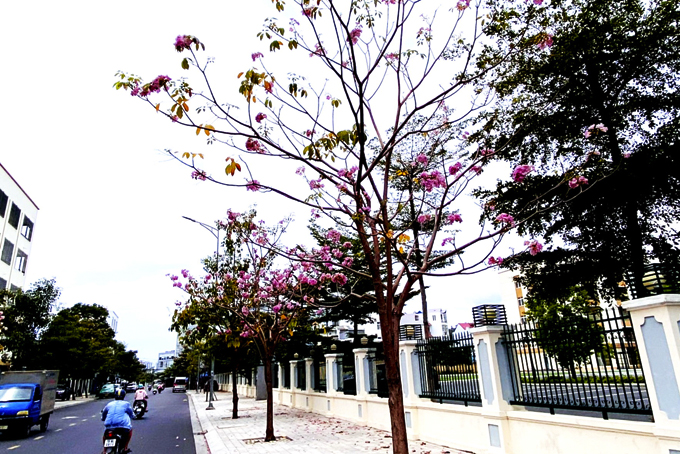 Con đường hoa kèn hồng