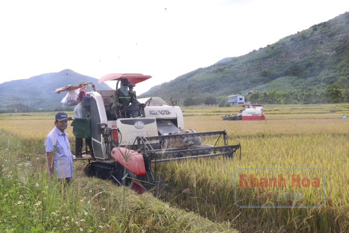 Ông Lê Văn Nhân đôn đốc đội máy gặt thu hoạch lúa hè thu cho người dân. 