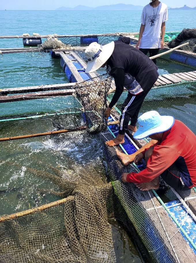 Đề tài “Xây dựng quy trình kỹ thuật nuôi thương phẩm cá bè đưng trong lồng bằng thức ăn công nghiệp tại Khánh Hòa” do Tiến sĩ Võ Thế Dũng - Viện Nghiên cứu nuôi trồng thủy sản III làm chủ nhiệm vừa được nghiệm thu. Đề tài góp phần đa dạng hóa các đối tượng nuôi biển tại Khánh Hòa.