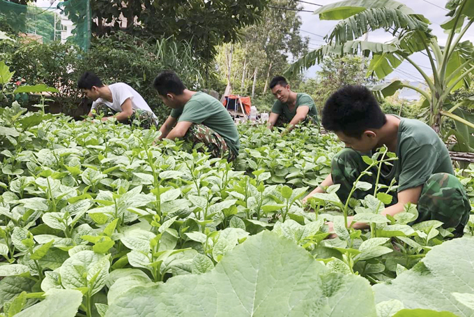 Đồn Biên phòng Bình Ba: Đẩy mạnh tăng gia sản xuất, cải thiện bữa ăn cho bộ đội
