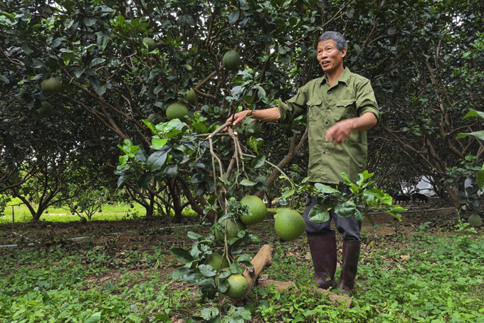 Đẩy mạnh phong trào giúp nhau phát triển kinh tế