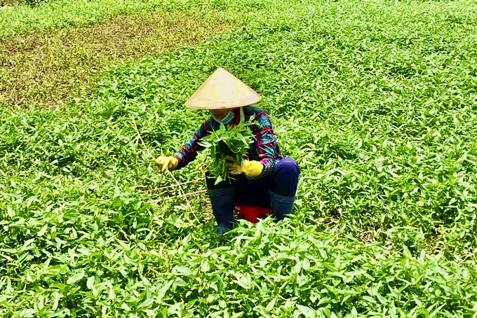 Phụ nữ tích cực học tập và làm theo Bác