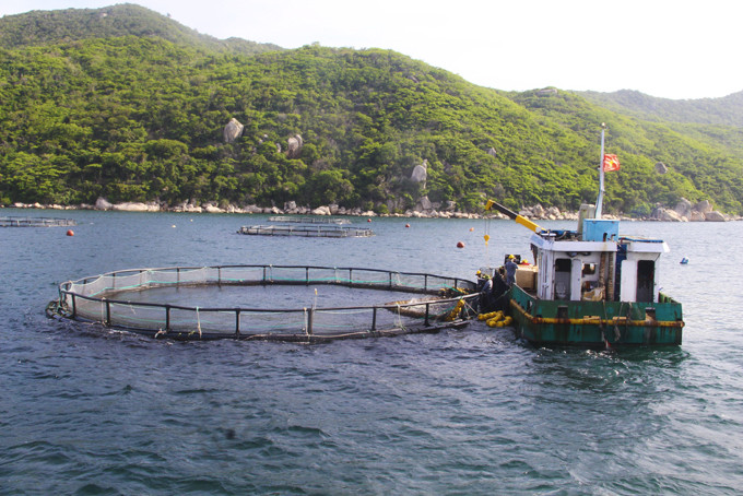 Trung tâm Nuôi biển công nghệ cao (Viện Nghiên cứu Nuôi trồng thủy sản I) sử dụng 100% thức ăn công nghiệp cho cá chim vây vàng.