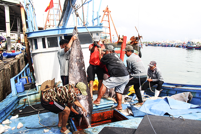 Sản lượng thủy sản khai thác và nuôi trồng đạt hơn 87.580 tấn