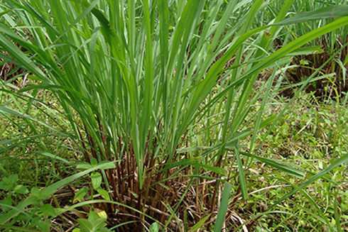 Những công dụng tuyệt vời của cây sả