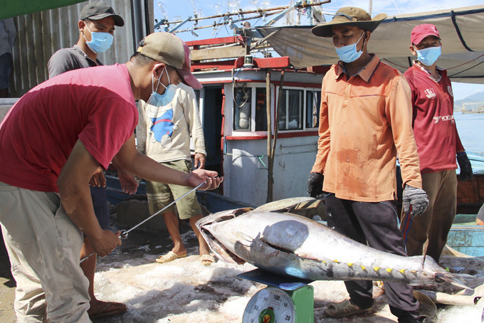 Kiểm tra chất lượng cá ngừ đại dương cập cảng Hòn Rớ trước khi thu mua đưa về doanh nghiệp chế biến. 