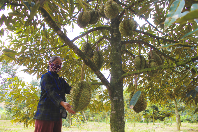 Cơ hội xuất khẩu sầu riêng chính ngạch