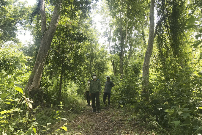 Xử lý nghiêm các vụ vi phạm Luật Lâm nghiệp