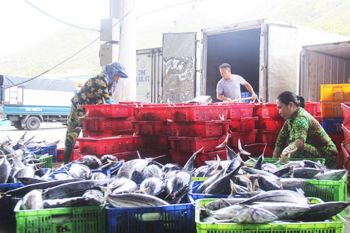Kiểm soát an toàn thực phẩm tại các cảng cá