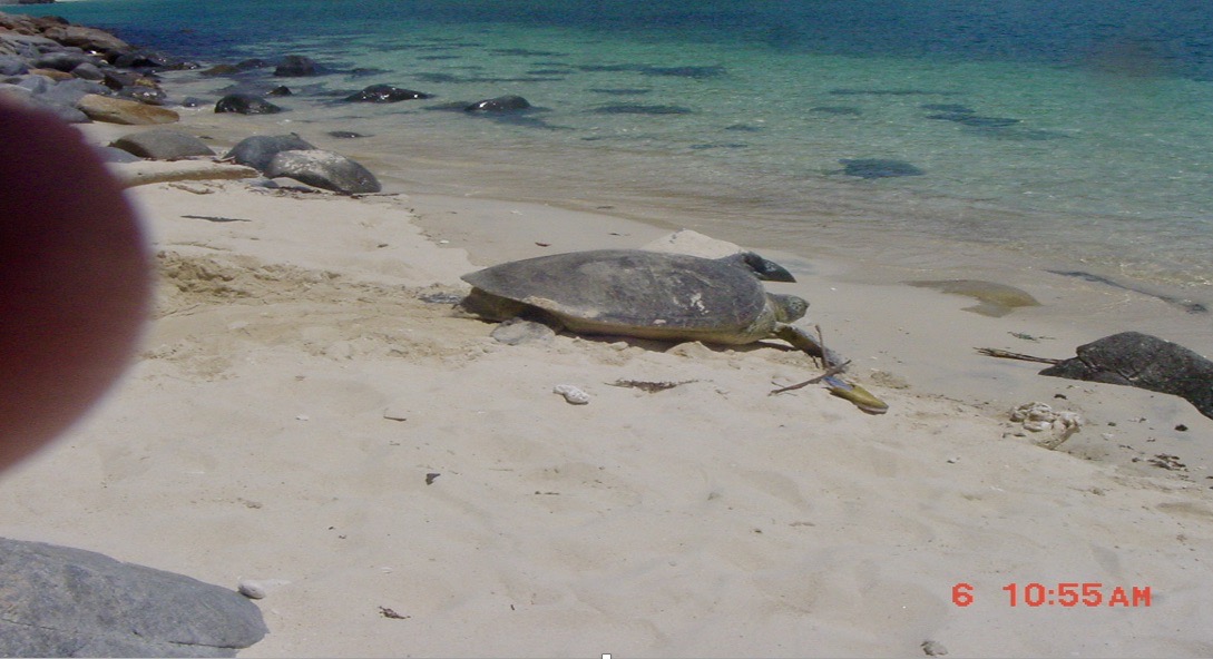 Khôi phục lại nơi cư trú cho rùa ở vịnh Nha Trang