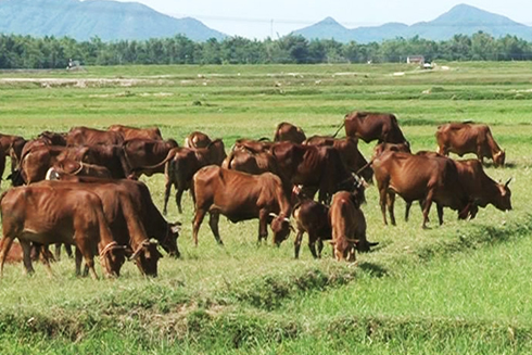 Khánh Vĩnh: Tổng đàn gia súc, gia cầm tăng so với cùng kỳ năm trước