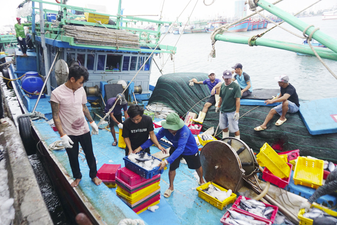 100% tàu cá đã đăng ký hoạt động
