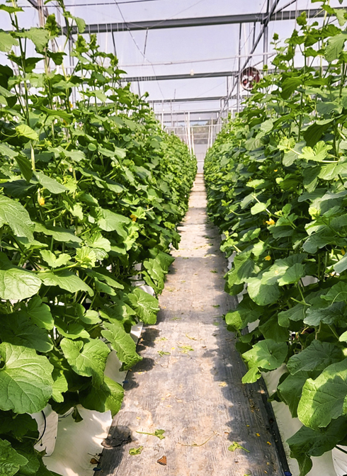 Trồng dưa lưới công nghệ cao: Hiệu quả bước đầu