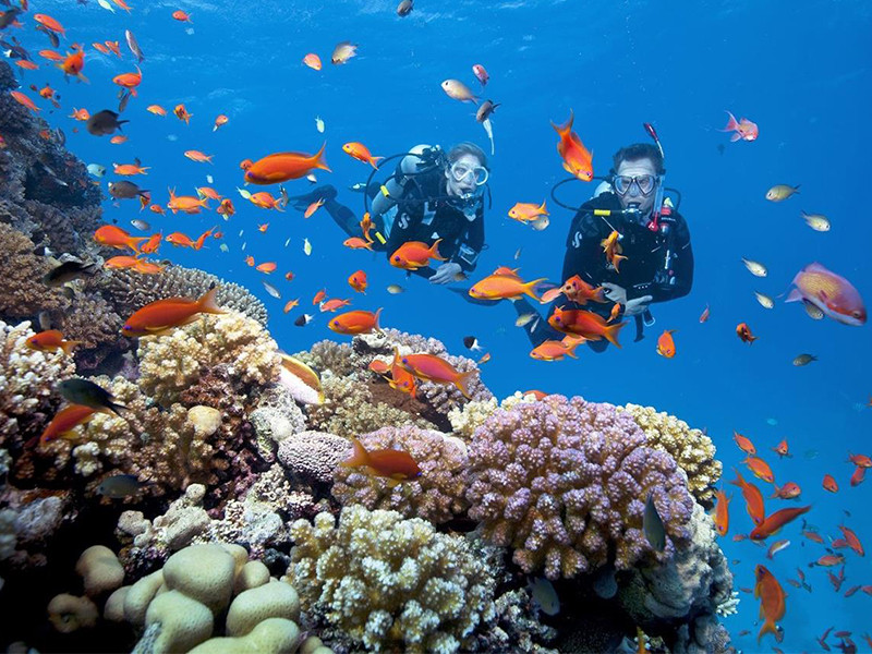 UBND TP. Nha Trang đã chỉ đạo tạm dừng lặn biển ở khu vực biển Hòn Mun từ ngày 26-7-2022 để bảo tồn và phục hồi rạn san hô.