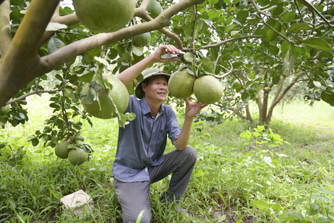 Khánh Vĩnh: Tập trung chăm sóc bưởi vụ Tết