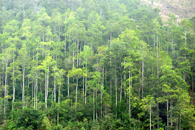 Thí điểm thủ tục chuyển mục đích sử dụng rừng sang mục đích khác tại Khánh Hòa