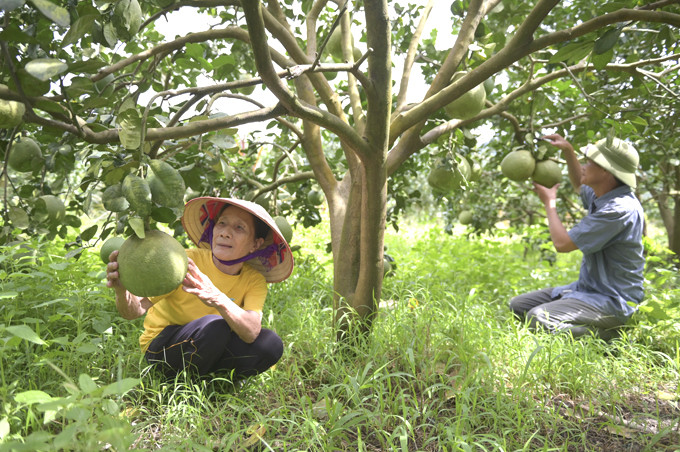 Một vườn bưởi VietGAP tại xã Khánh Phú đã được cấp quyền sử dụng nhãn hiệu  tập thể “Bưởi da xanh Khánh Vĩnh”.