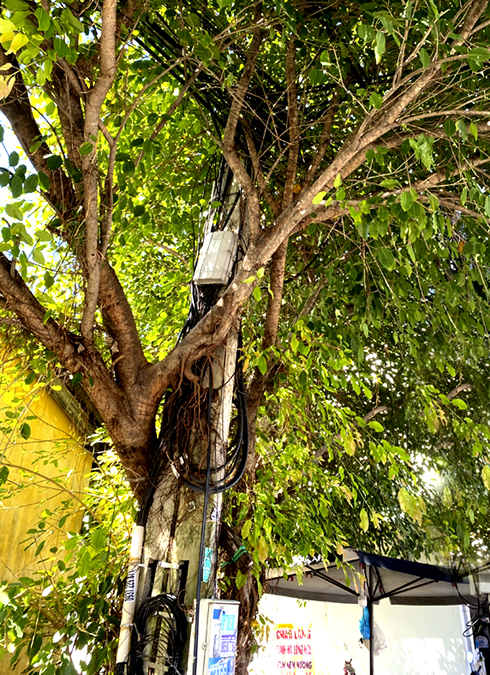 Trụ viễn thông bị dây leo bó chặt