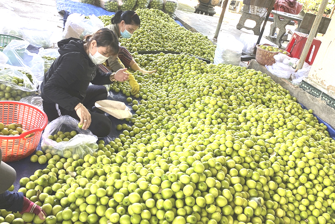 Mùa táo vui ở Cam Thành Nam