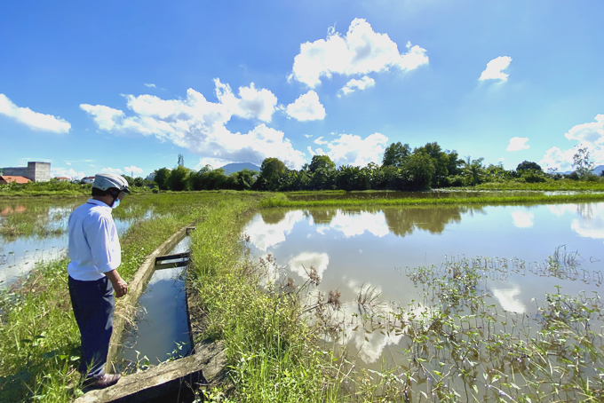 Xã Ninh Bình: Cánh đồng 15ha bị bỏ hoang