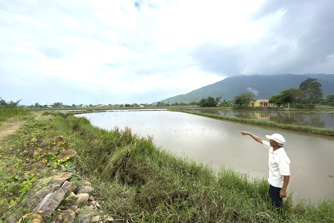 Cánh đồng ở phường Ninh Giang bị ngập úng và xâm nhập mặn. 