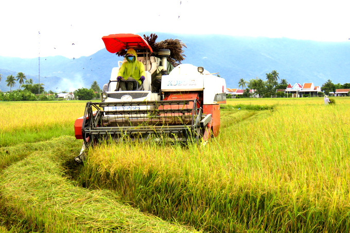 Cơ giới hóa trong thu hoạch lúa trên địa bàn huyện Vạn Ninh.