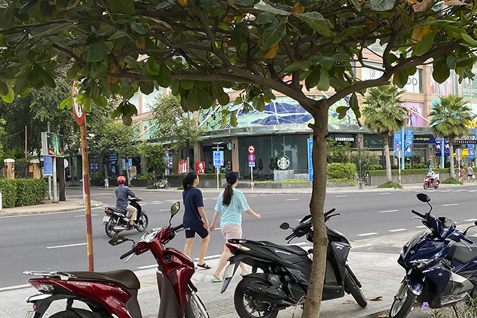 Cây bàng tự mọc