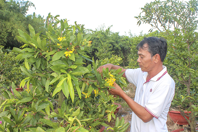 Mai xuân... nở sớm