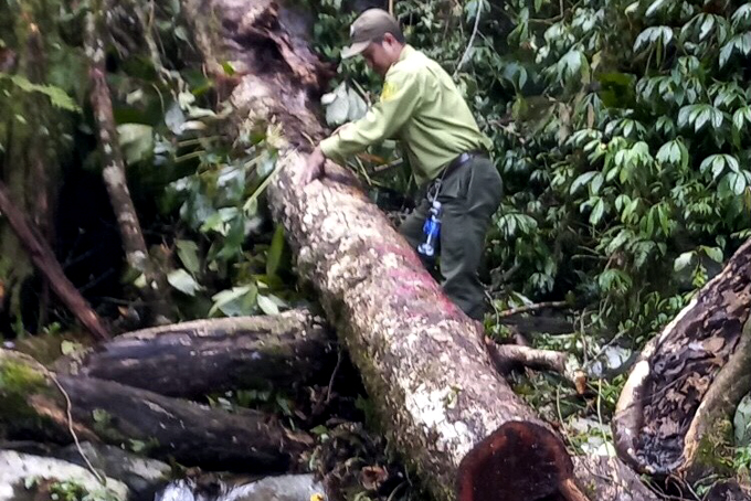 Cần giữ rừng Khánh Vĩnh từ gốc