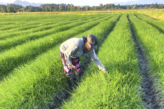 Vui mùa kiệu Tết