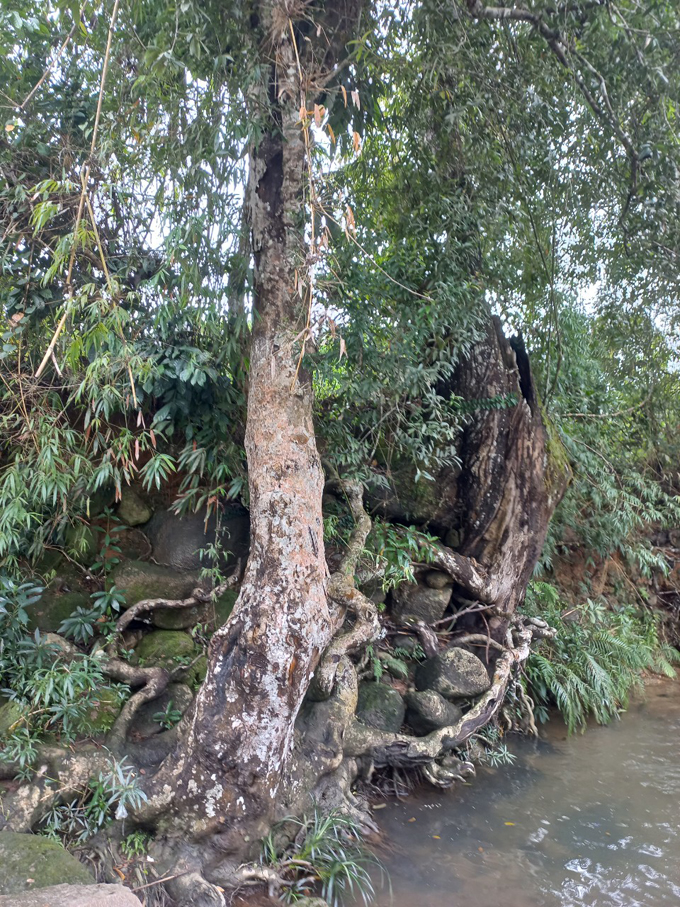 Một cây tô hạp khép mình ở thác Tà Gụ.