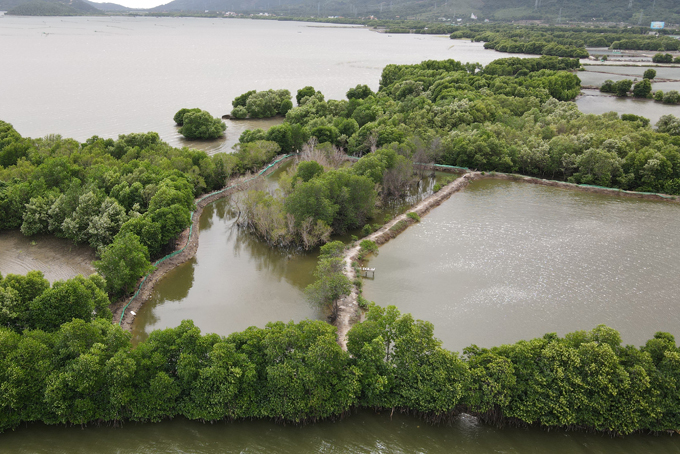 Rừng ngập mặn Ninh Ích nhìn từ trên cao. Ảnh: MÃ PHƯƠNG