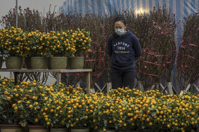 Một phụ nữ đeo khẩu trang ngắm cây quất tại chợ hoa ở Công viên Victoria vào ngày 16/1 tại Hong Kong, Trung Quốc. Ảnh: AFP