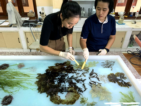 Cán bộ  Phòng Thực vật biển  thực hiện  một bức tranh  bằng các loại  rong biển  đa dạng màu sắc. (Ảnh đơn vị cung cấp)