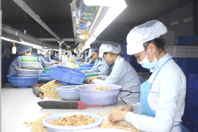 Công nhân Công ty TNHH Chế biến hạt điều Sao Việt đã trở lại làm việc.