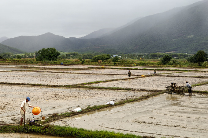 Nông dân Diên Khánh sản xuất lúa vụ đông xuân 2022 - 2023. 