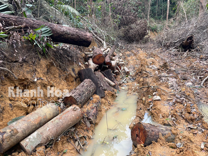 Hiện trường phá rừng tại khoảnh 8, tiểu khu 103 thuộc địa phận thôn Phú Hữu, xã Ninh Ích.