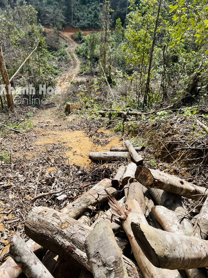 Một tuyến đường nhánh lâm tặc mở để khai thác gỗ trái phép.