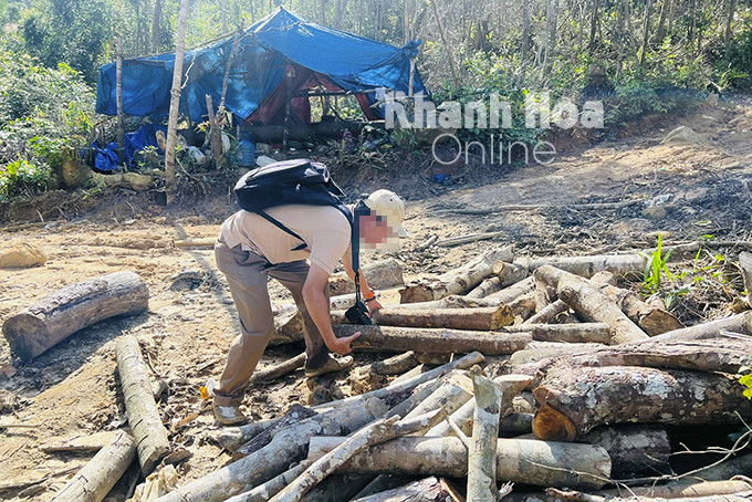 Phát hiện lán trại và gỗ của lâm tặc để trong rừng